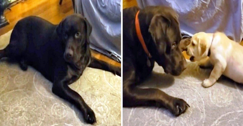La reacción de un perro al encontrarse con su hija por primera vez desconcierta a la familia La reacción de un perro al encontrarse con su hija por primera vez desconcierta a la familia
