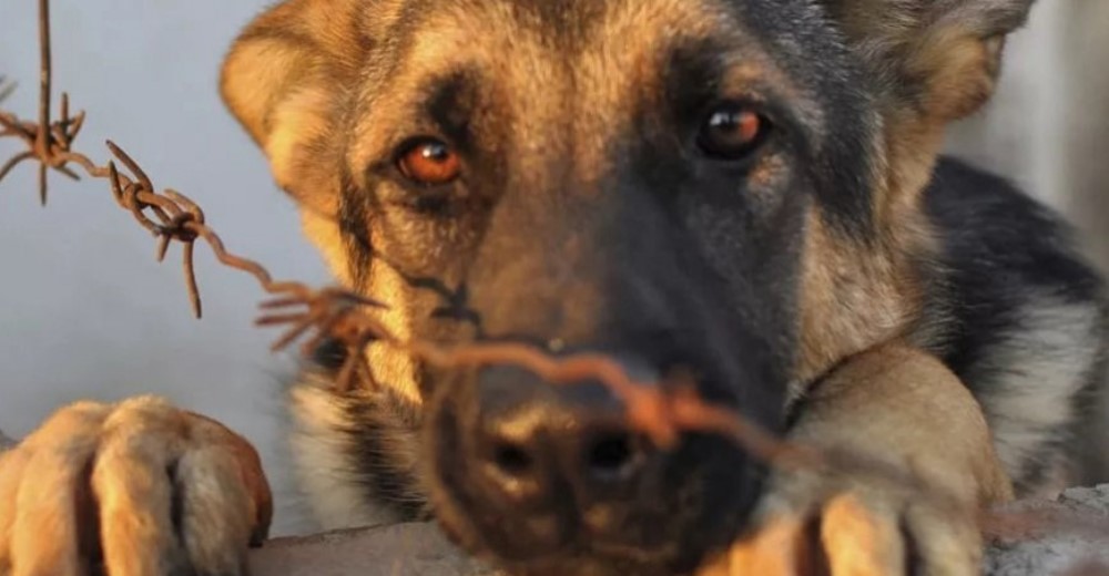 Perritos pueden respirar tranquilos tras la histórica condena de un maltratador de animales