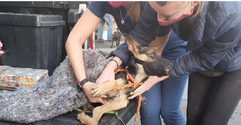 Perro atropellado y aterrado deja a sus rescatistas conmocionados por su complicada agresividad