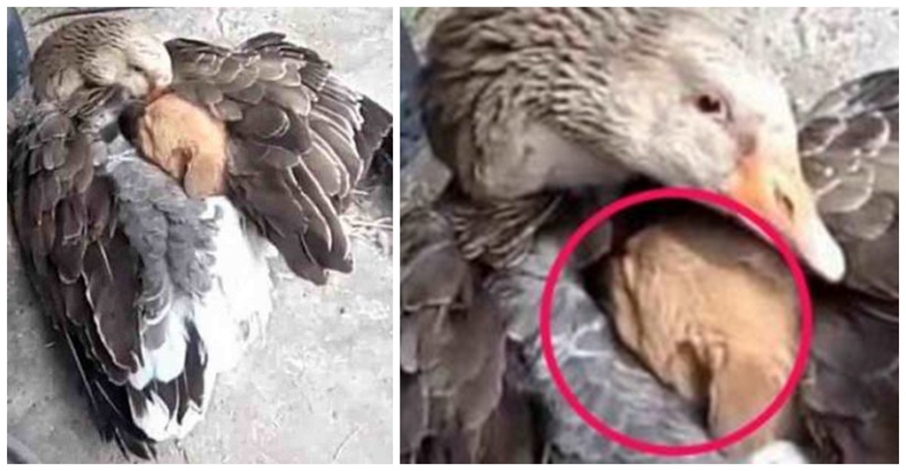 Pato no duda en acurrucar bajo sus alas a un desolado cachorro que temblaba de frío en la calle