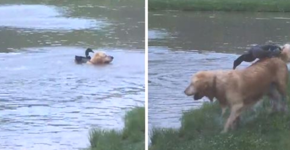 El pato que el perro encontró en el estanque se niega a separarse de él