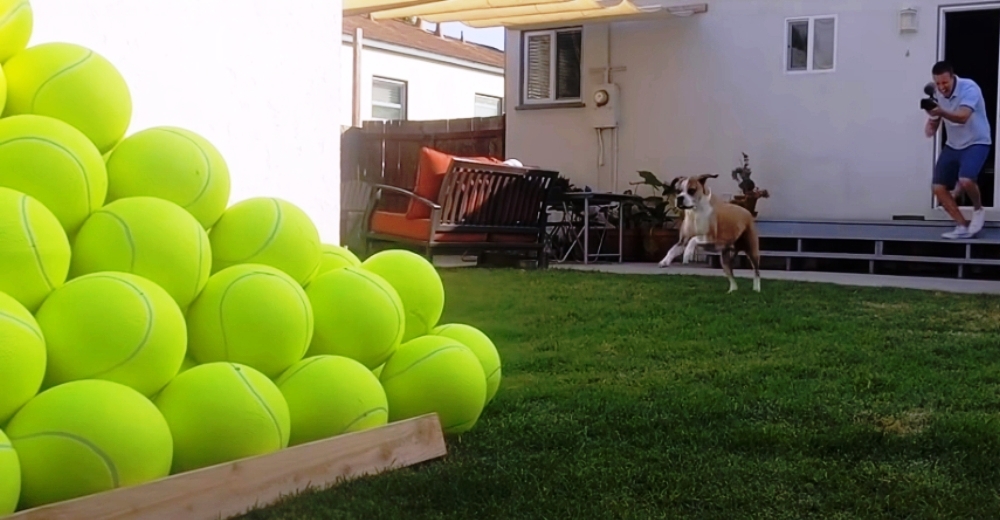Su perrito que venció al cáncer no puede creer lo que le espera en el patio para celebrarlo Su perrito que venció al cáncer no puede creer lo que le espera en el patio para celebrarlo