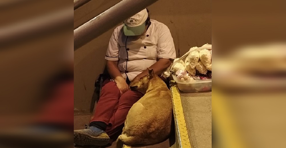 Captan a un perrito acurrucándose en las piernas de una vendedora ambulante en la fría noche Captan a un perrito acurrucándose en las piernas de una vendedora ambulante en la fría noche