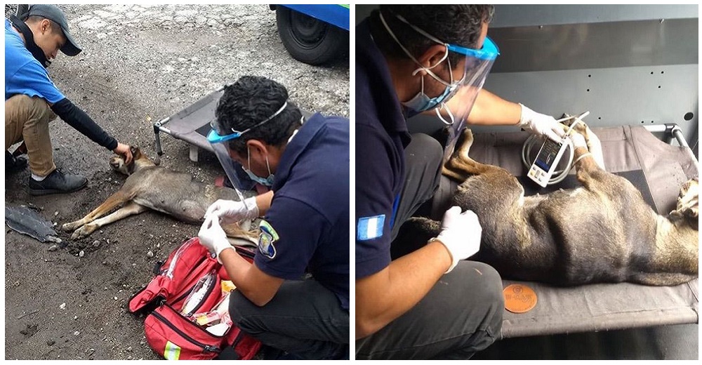 Todos los vecinos se unen para salvar a una perrita atropellada que agonizaba en plena calle Todos los vecinos se unen para salvar a una perrita atropellada que agonizaba en plena calle