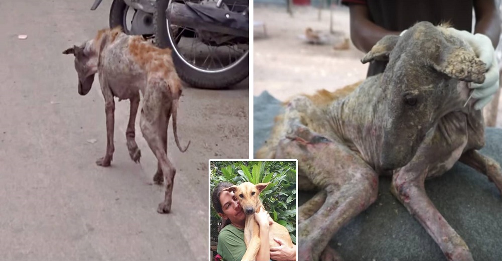La transformación de una perrita esquelética y con sarna que rescataron de la calle La transformación de una perrita esquelética y con sarna que rescataron de la calle