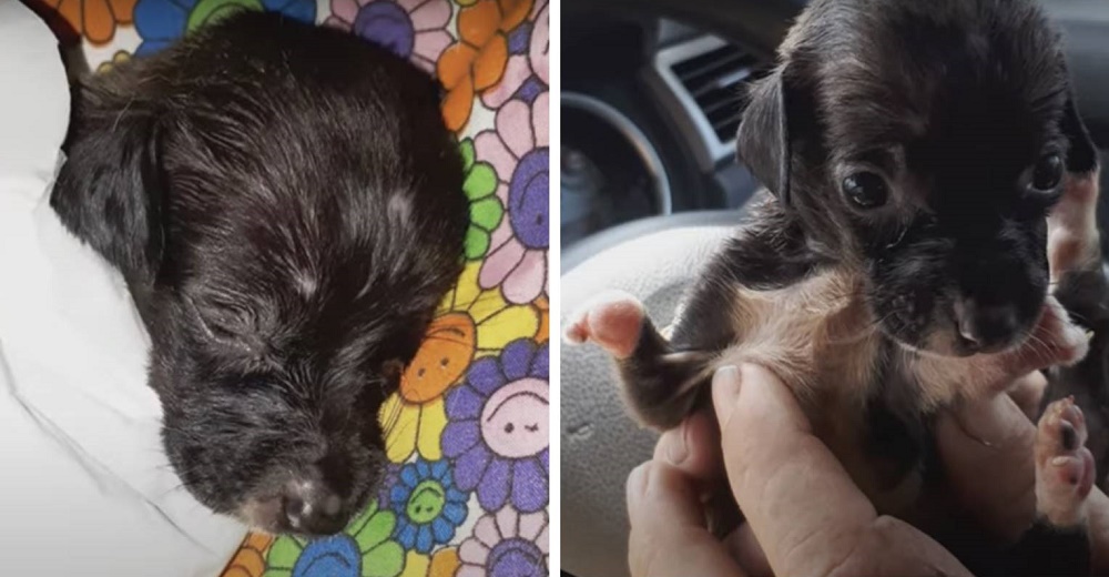 Cachorrita es rechazada por su mamá al nacer y tirada por su dueña como si fuera una basura Cachorrita es rechazada por su mamá al nacer y tirada por su dueña como si fuera una basura