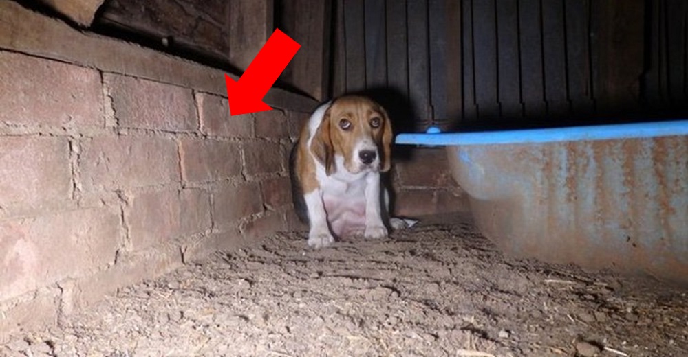 Descubre en una granja a una aterrada y misteriosa perrita como si ocultara algo en la pared