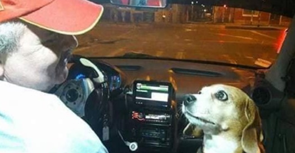 Perrita fiel trabaja como taxista con su padre durante las noches para dar un servicio de lujo