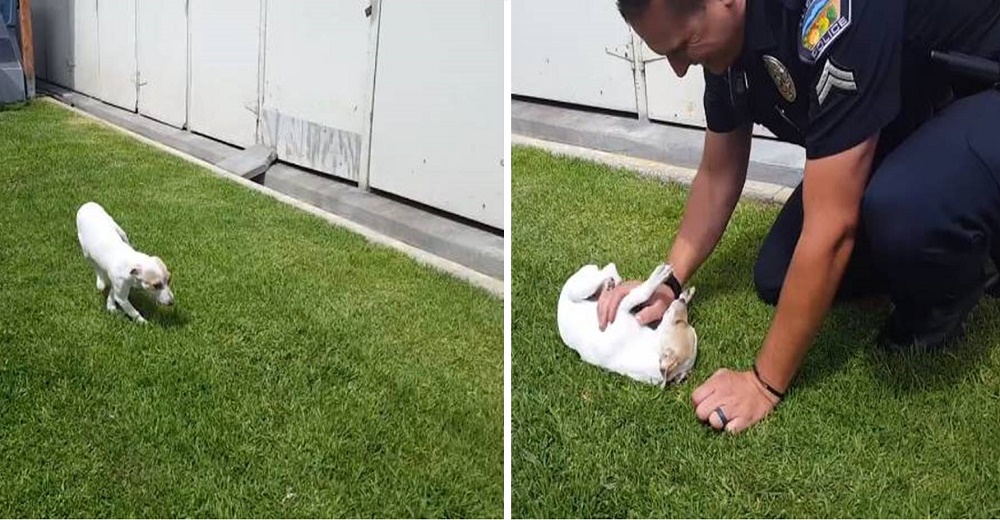Un adorable perrito se reúne con el policía que lo salvó cuando era usado por delincuentes Un adorable perrito se reúne con el policía que lo salvó cuando era usado por delincuentes