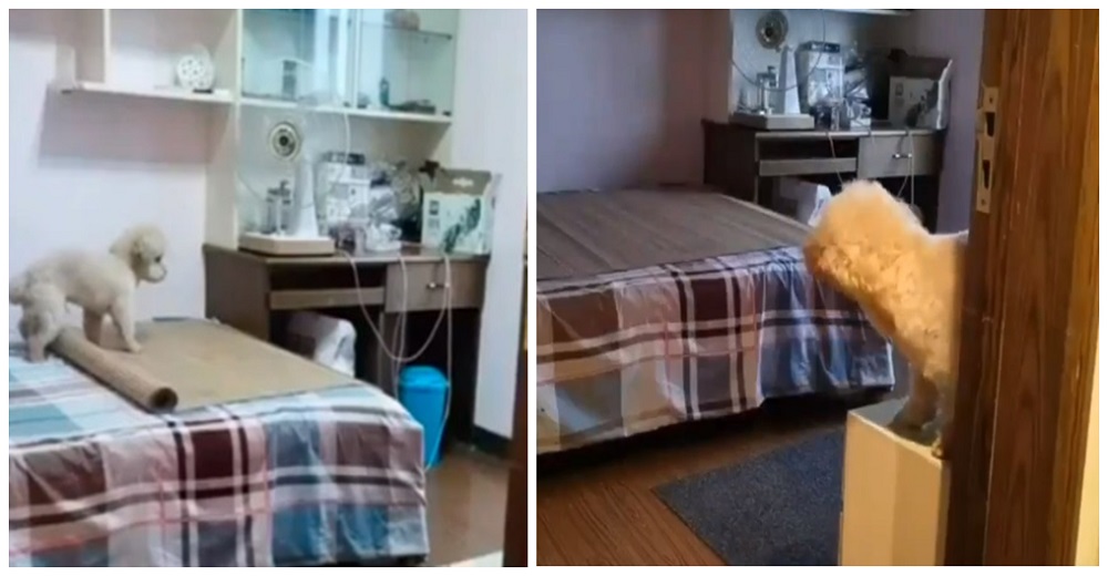 Graban el «ritual» de un pequeño perrito que lo prepara todo para tomar su siesta relajado Graban el «ritual» de un pequeño perrito que lo prepara todo para tomar su siesta relajado