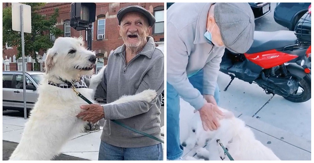 Perrito brinca emocionado al reunirse con su amado vecino que estuvo enfermo por meses