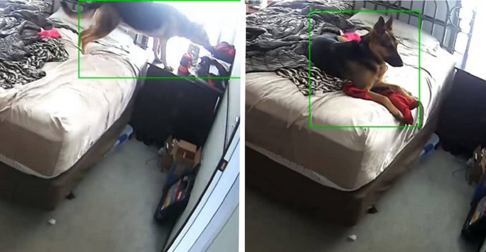 Captan a una perrita con ansiedad aferrándose a la ropa de su mamá para encontrar consuelo Captan a una perrita con ansiedad aferrándose a la ropa de su mamá para encontrar consuelo