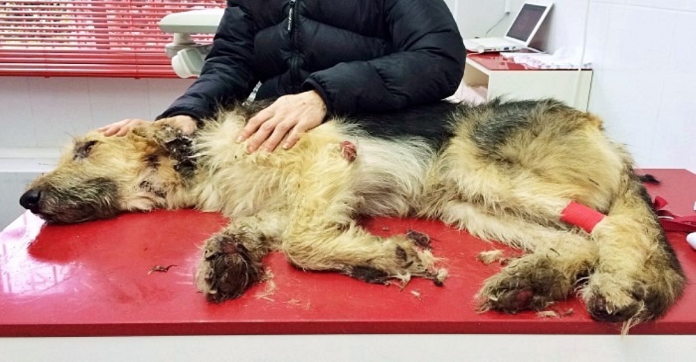 Perrito gravemente herido temía tanto a las personas que prefería escapar para morir solo Perrito gravemente herido temía tanto a las personas que prefería escapar para morir solo