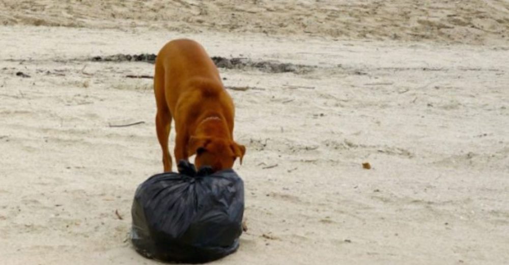 Piden ayuda para encontrar a quien dejó morir a una perrita y sus cachorros dentro de una bolsa