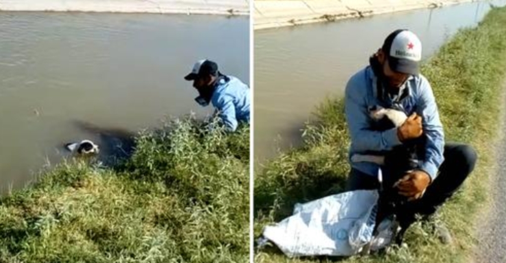 Perro atrapado en un canal le agradece tiernamente al hombre que lo salvó