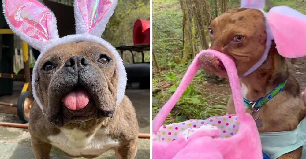 Los 2 perritos con rostro especial se vuelven inseparables después de su primer encuentro