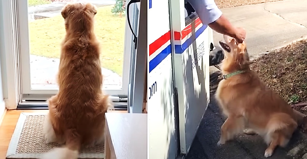 Captan la reacción de una traviesa perrita cuando un repartidor se acercó a su casa Captan la reacción de una traviesa perrita cuando un repartidor se acercó a su casa