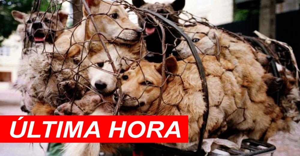 China anuncia por fin la prohibición absoluta de la cría de perros para el consumo humano China anuncia por fin la prohibición absoluta de la cría de perros para el consumo humano