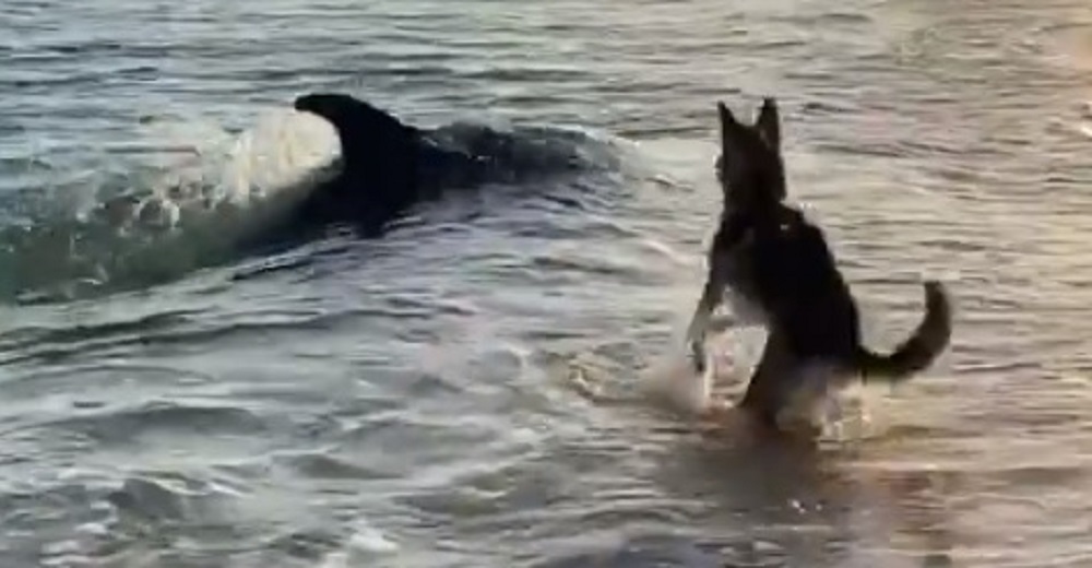 «Patrick ha lamido un delfín y yo todavía no»–El juego entre un perro y un delfín se hace viral
