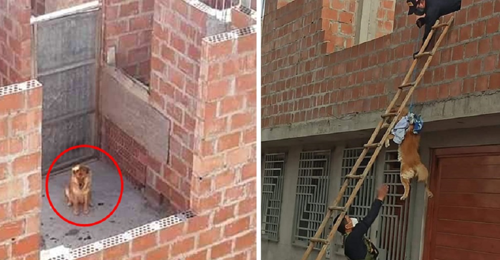 Los policías hacen de todo para rescatar a un perrito encerrado durante días sin comida ni agua Los policías hacen de todo para rescatar a un perrito encerrado durante días sin comida ni agua