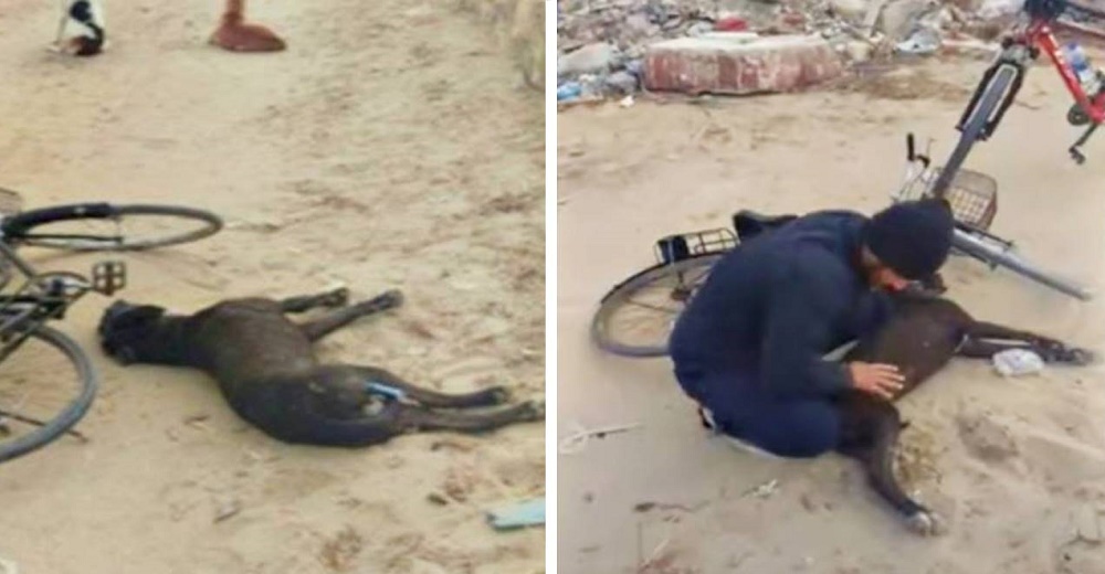 Veterinario se encuentra en un desierto con un perro colapsado que echaba espuma por la boca Veterinario se encuentra en un desierto con un perro colapsado que echaba espuma por la boca