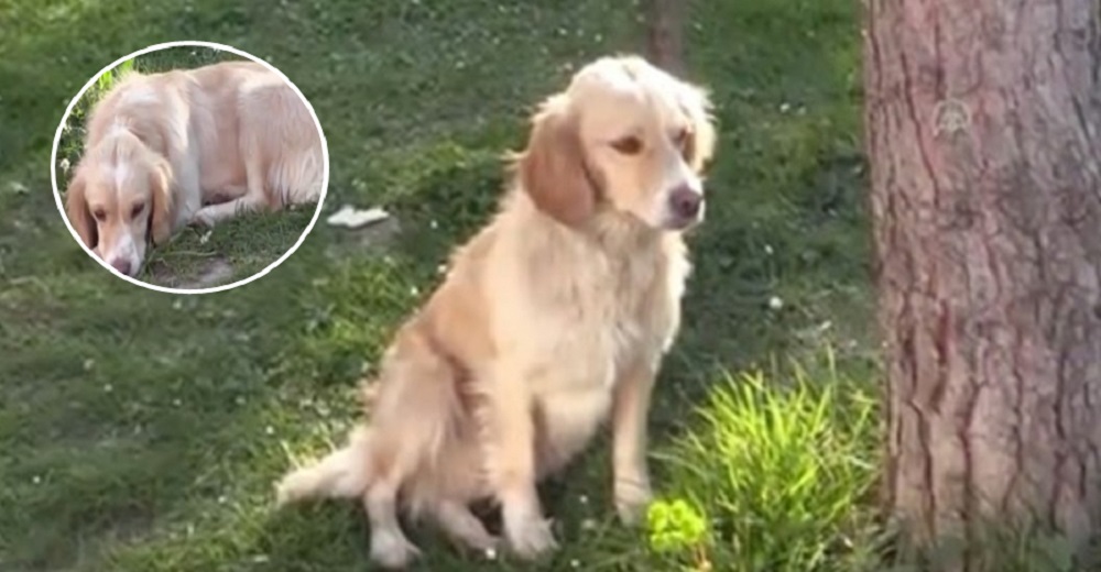 Perrito fiel se resiste a moverse frente al hospital donde ingresaron a su niño favorito Perrito fiel se resiste a moverse frente al hospital donde ingresaron a su niño favorito