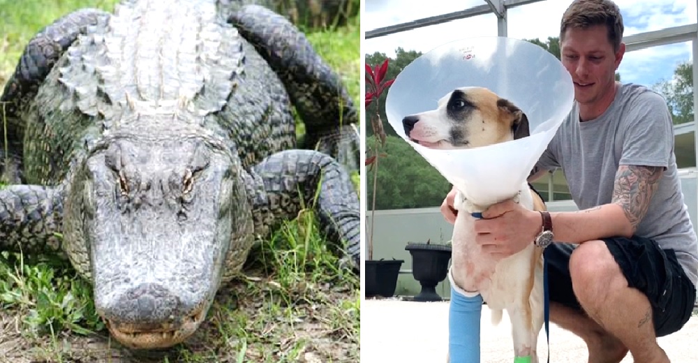 Sin pensarlo dos veces lucha contra un cocodrilo de 3 metros para salvar la vida de su perrito Sin pensarlo dos veces lucha contra un cocodrilo de 3 metros para salvar la vida de su perrito