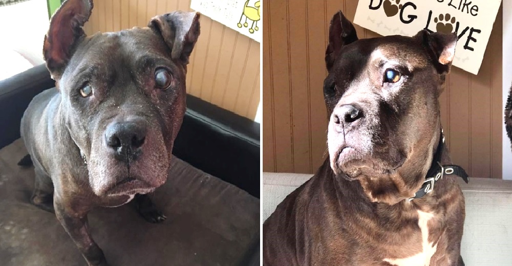Perrito anciano a punto de quedarse ciego consigue ver de nuevo gracias a una sencilla solución