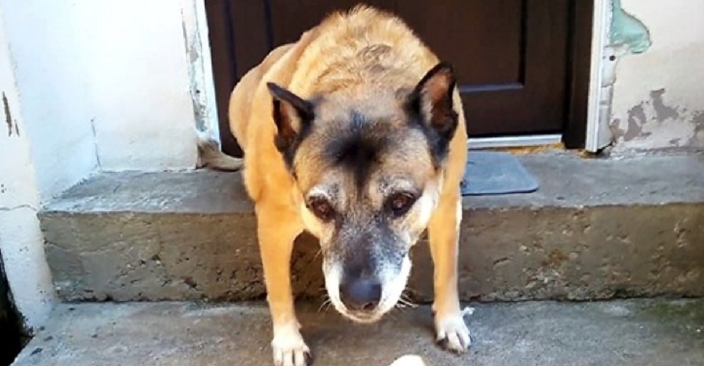 Perro anciano era rechazado por todos porque decían que era una “pérdida de tiempo y dinero” Perro anciano era rechazado por todos porque decían que era una “pérdida de tiempo y dinero”