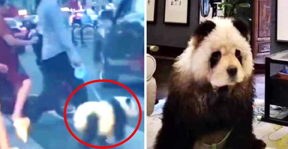 El «oso panda» que causó alarma en las calles es un perro al que le tiñeron el pelo El «oso panda» que causó alarma en las calles es un perro al que le tiñeron el pelo