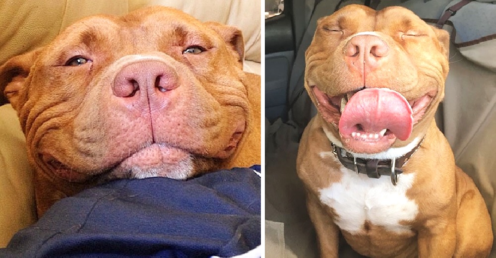 “No puedes tener un mal día si él está a tu lado”- Un perro no para de sonreír desde su adopción “No puedes tener un mal día si él está a tu lado”- Un perro no para de sonreír desde su adopción