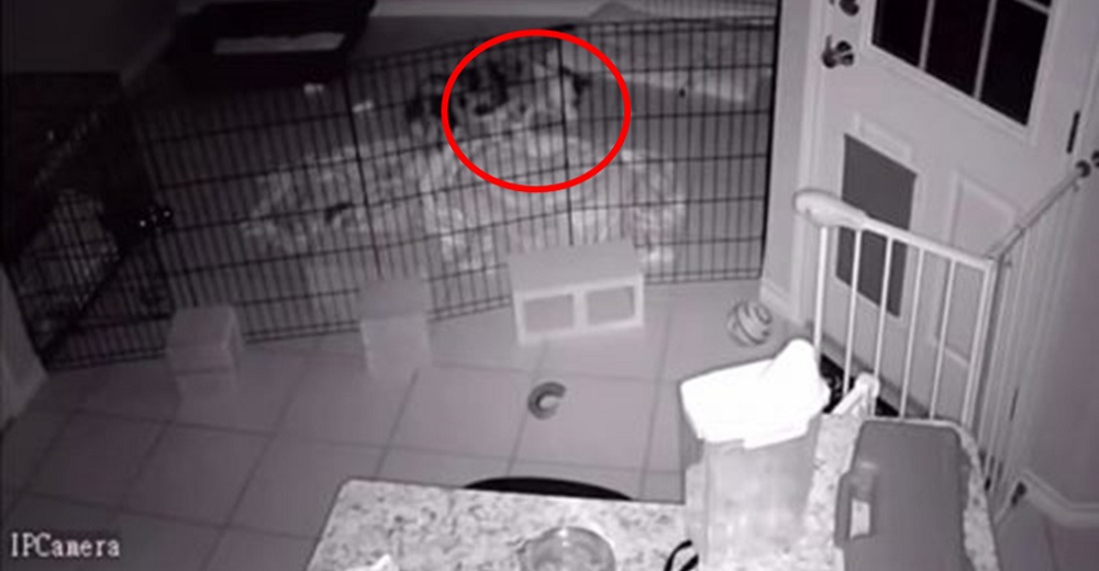 Perrita se despierta en la noche y se pone en guardia tras encontrar un «monstruo» en su cama Perrita se despierta en la noche y se pone en guardia tras encontrar un «monstruo» en su cama