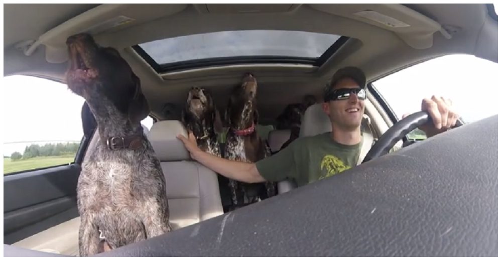 La cámara de su automóvil graba la reacción de sus perros cuando descubren a dónde los llevan La cámara de su automóvil graba la reacción de sus perros cuando descubren a dónde los llevan