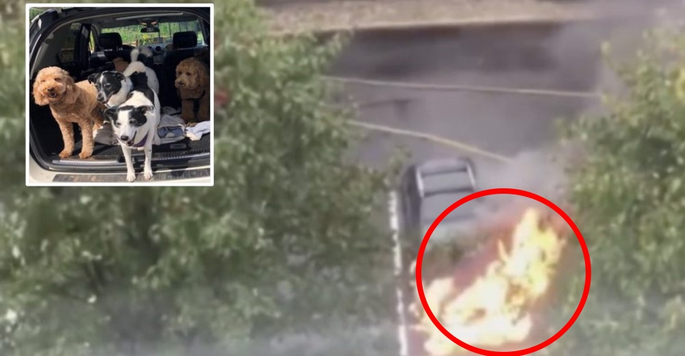 Arriesga su vida para salvar a 3 perritos en un auto en llamas a punto de explotar Arriesga su vida para salvar a 3 perritos en un auto en llamas a punto de explotar