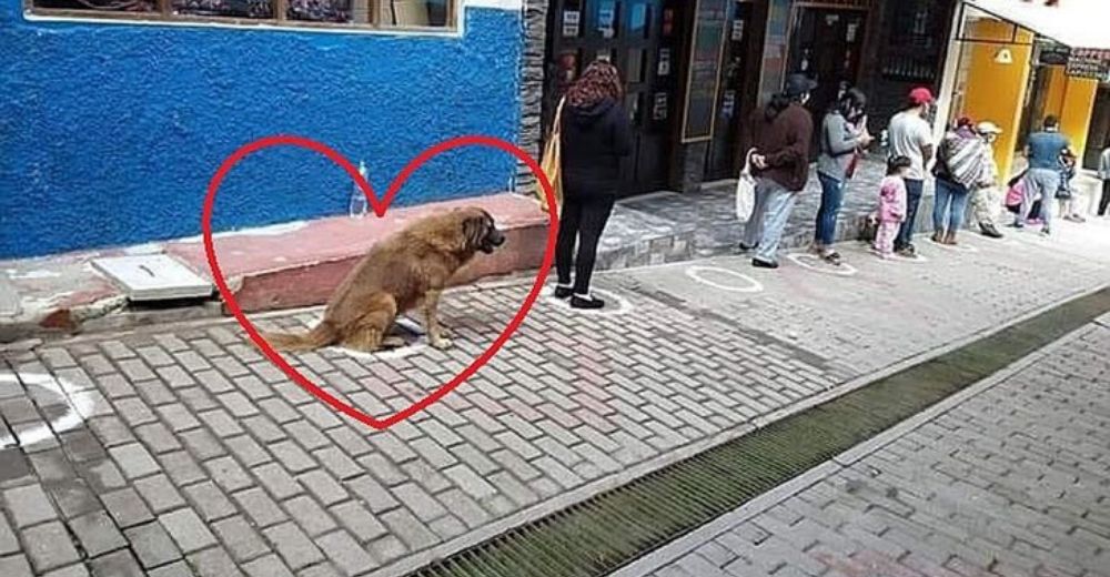 Captan a un disciplinado perrito acatando a rajatabla las normas de distanciamiento social Captan a un disciplinado perrito acatando a rajatabla las normas de distanciamiento social