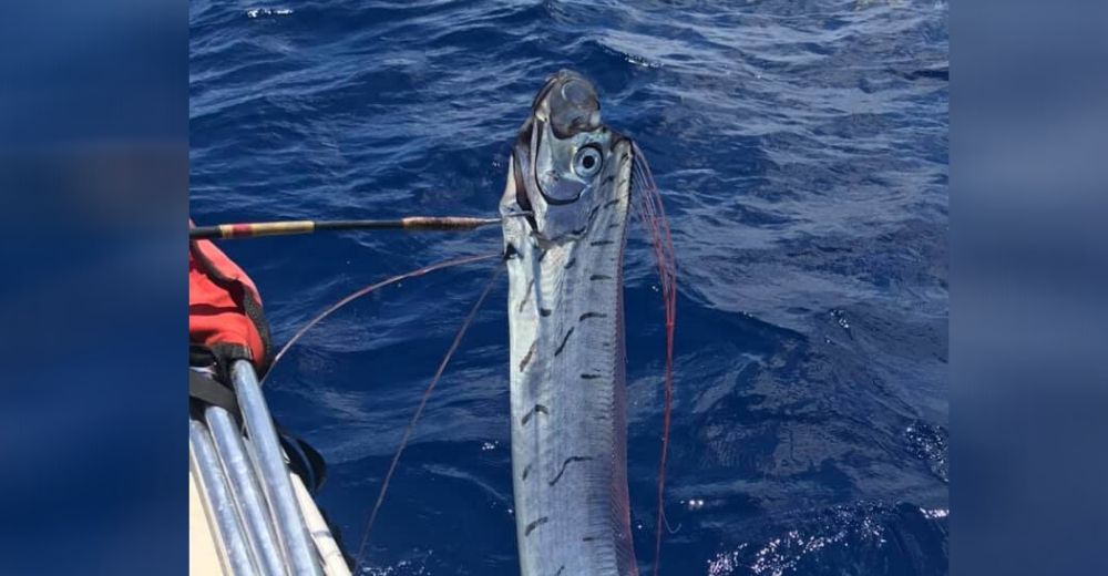 Surfistas entran en pánico tras hallar el gigantesco pez que supuestamente predice catástrofes