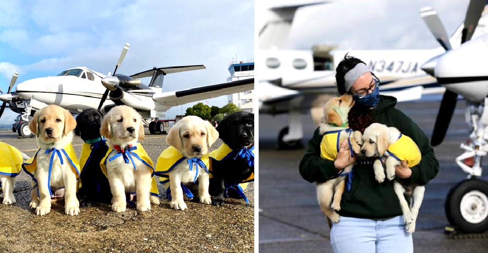 Cachorritos de asistencia vuelan por todo el país para reparar corazones durante la pandemia Cachorritos de asistencia vuelan por todo el país para reparar corazones durante la pandemia