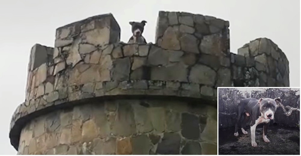 Encuentran a un amoroso Pit Bull atado en lo alto de una torre en media selva Encuentran a un amoroso Pit Bull atado en lo alto de una torre en media selva