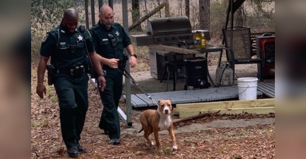 Encuentran a un perro pitbull ladrando sobre un niño de 3 años que había desaparecido