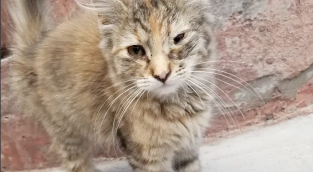 Salvan a la gata callejera que fue hallada en un estacionamiento con dolorosas heridas Salvan a la gata callejera que fue hallada en un estacionamiento con dolorosas heridas