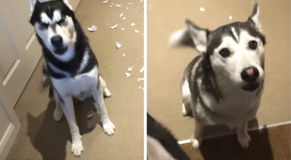 El dueño de estos huskies descubre un desastre y ellos discuten sobre quién es el culpable El dueño de estos huskies descubre un desastre y ellos discuten sobre quién es el culpable