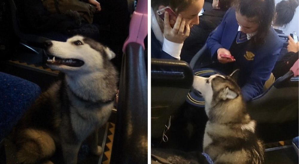Conductor de autobús se detiene para salvar a una perrita perdida y angustiada en pleno tráfico Conductor de autobús se detiene para salvar a una perrita perdida y angustiada en pleno tráfico