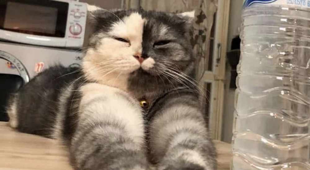 Un gatito se hace viral por su rostro dual llamativo y su personalidad única