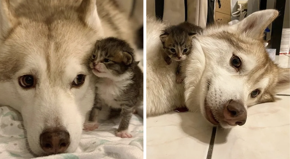 Los 4 gatos huérfanos que rescataron se aferran a su perrita pensando que se trata de su madre Los 4 gatos huérfanos que rescataron se aferran a su perrita pensando que se trata de su madre