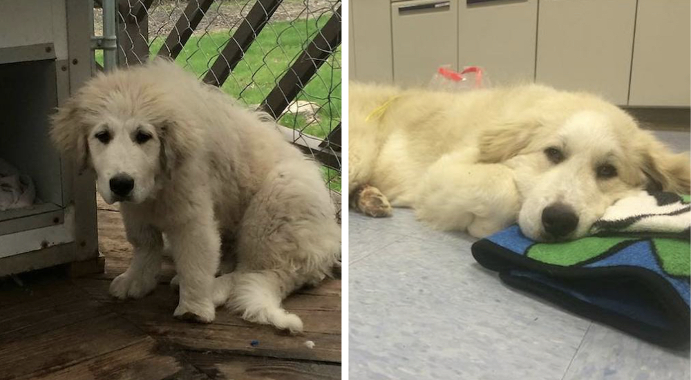 El perro que sobrevivía junto a su hermana en condiciones deplorables recibe una oportunidad El perro que sobrevivía junto a su hermana en condiciones deplorables recibe una oportunidad