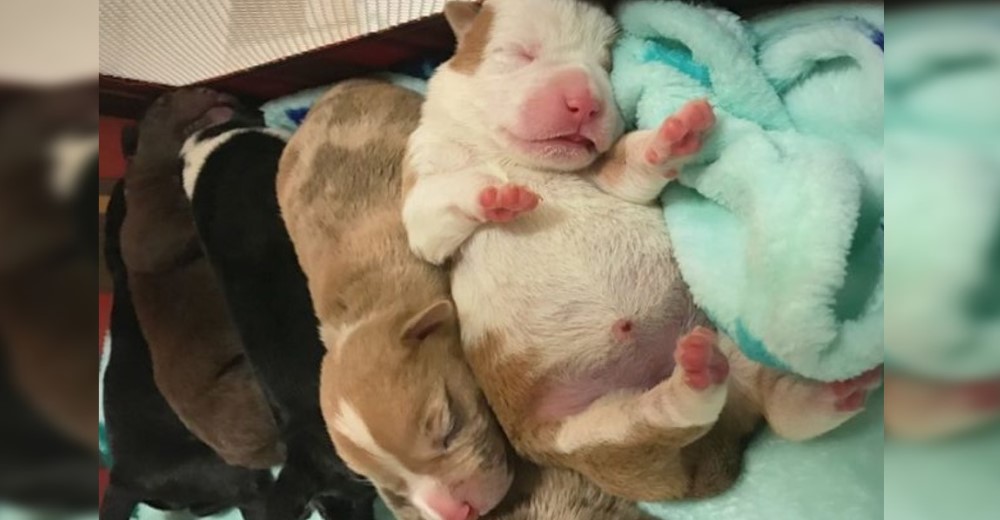 Un policía se expone al frío para salvar a 7 cachorritos abandonados en un basurero Un policía se expone al frío para salvar a 7 cachorritos abandonados en un basurero