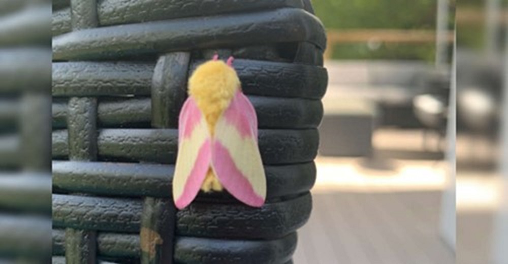 Descubre una preciosa criatura rosa y amarillo en su jardín y después trae un amigo