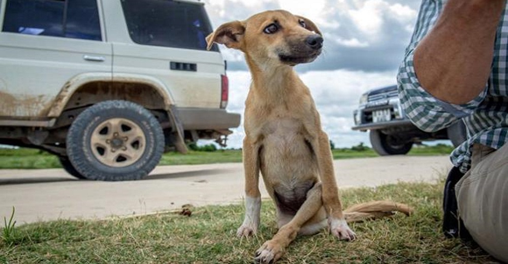 Nada pudo impedir que esta perrita paralizada se arrastrara varios kilómetros buscando ayuda Nada pudo impedir que esta perrita paralizada se arrastrara varios kilómetros buscando ayuda