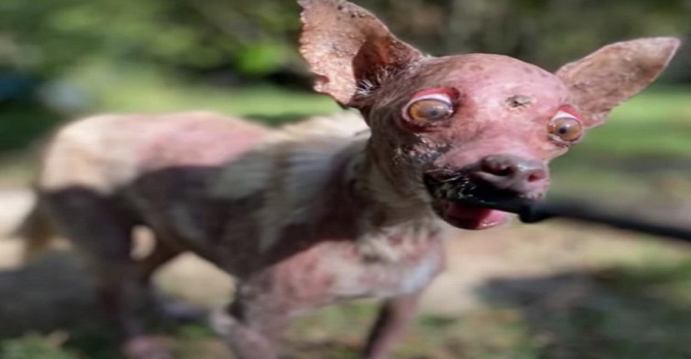 Perrito que parecía un monstruo fue abandonado por su dueño cuando más lo necesitaba Perrito que parecía un monstruo fue abandonado por su dueño cuando más lo necesitaba