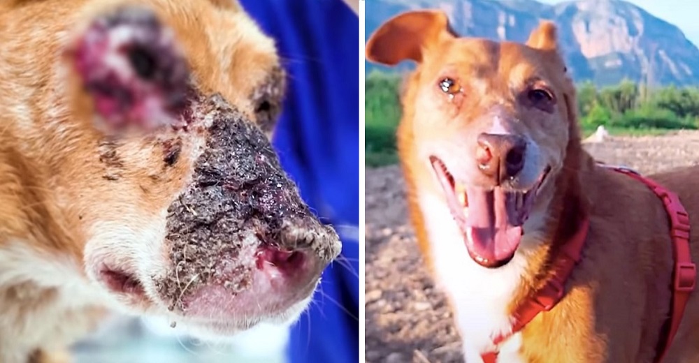 Sus ojos sombríos sólo imploraban un poco de ayuda después de una vida de terrible sufrimiento Sus ojos sombríos sólo imploraban un poco de ayuda después de una vida de terrible sufrimiento